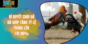 Bí Quyết Chơi Gà Đá Giúp Tăng Tỷ Lệ Thắng Lên Tới 90%